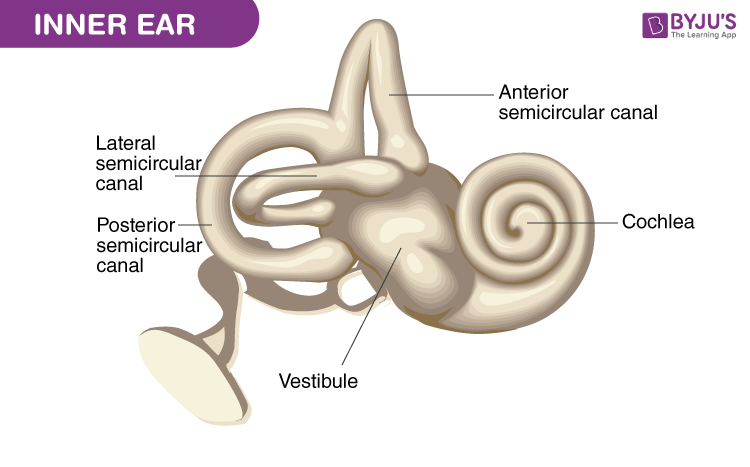 Inner Ear